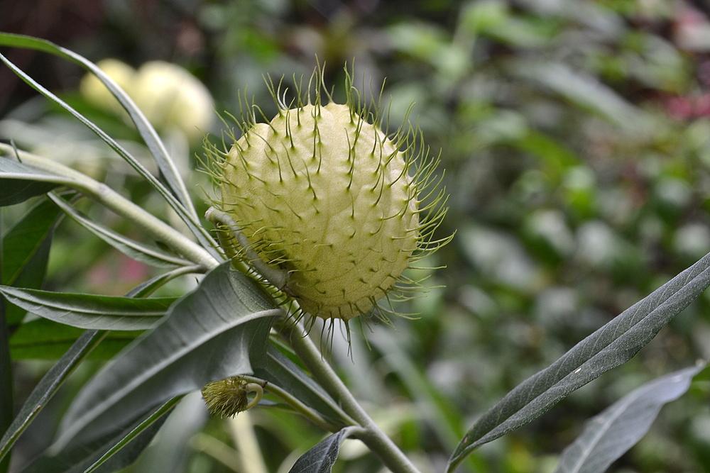 Photo of Hairy Balls (Gomphocarpus physocarpus) uploaded by sunkissed