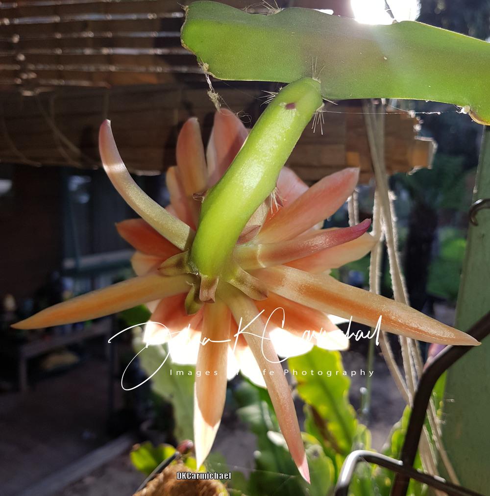 Photo of Hybrid Epiphyllum (Epiphyllum 'King Midas') uploaded by DebzGarden