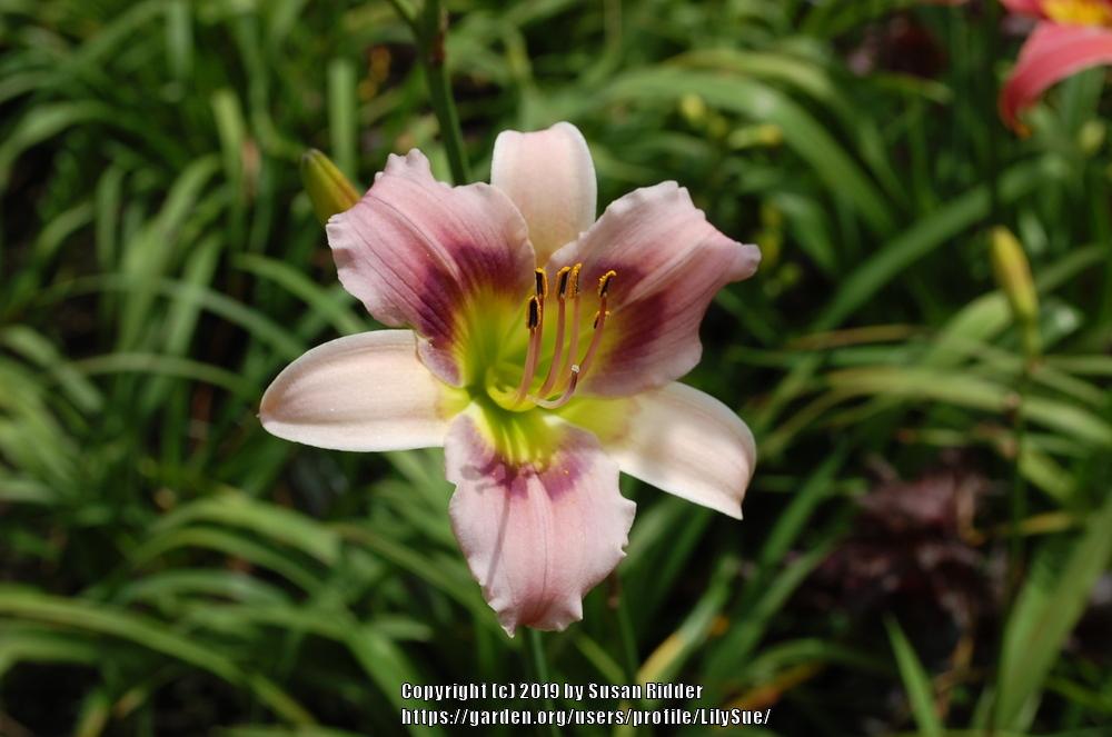 Photo of Daylily (Hemerocallis 'Floating Away') uploaded by LilySue
