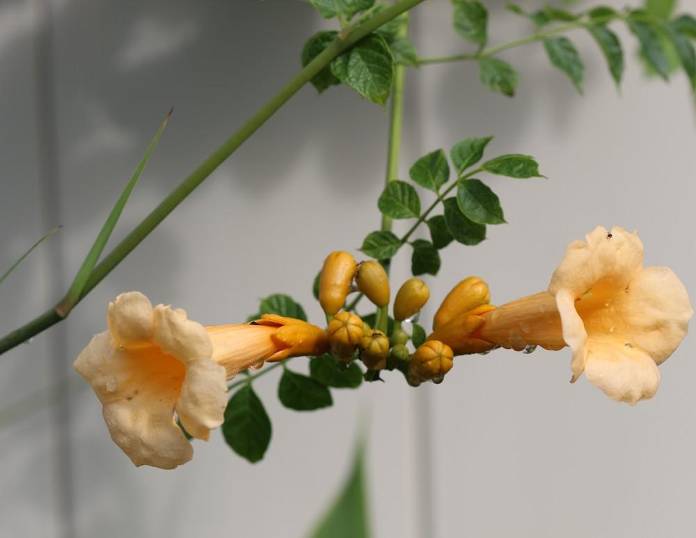 Photo of Yellow Trumpet Vine (Campsis radicans 'Flava') uploaded by luvsgrtdanes