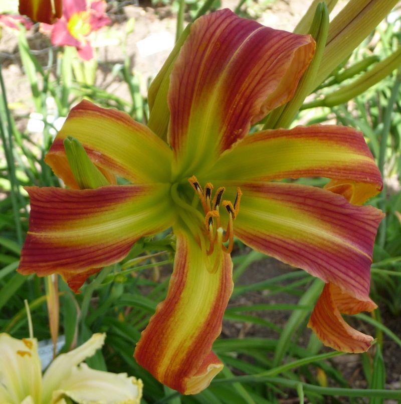 Photo of Daylily (Hemerocallis 'Candy Colored Curls') uploaded by twixanddud