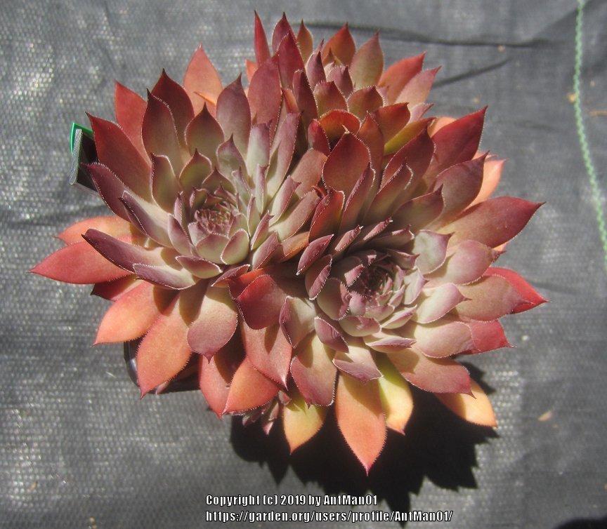 Photo of Hen and Chicks (Sempervivum 'Jet') uploaded by AntMan01