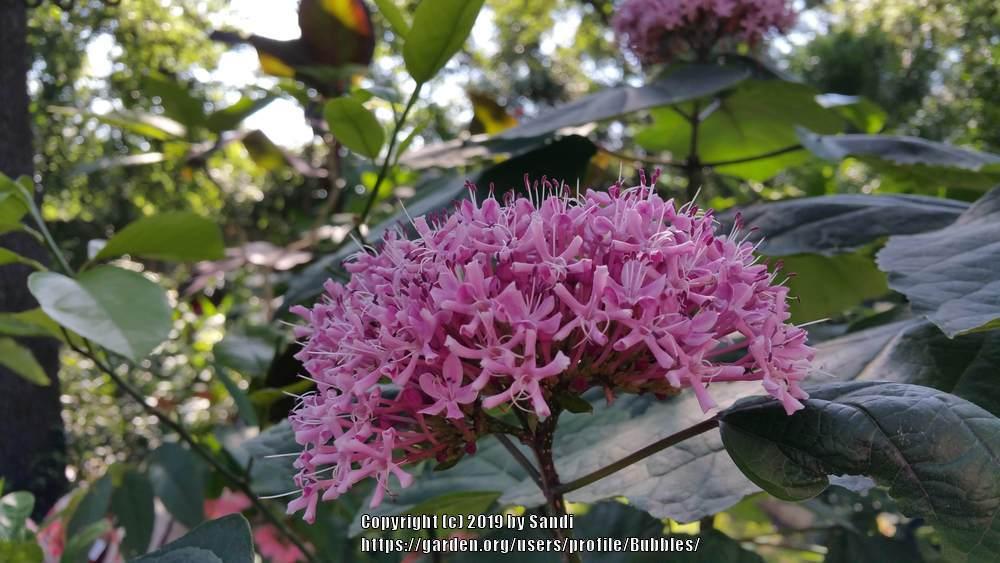Photo of Cashmere Bouquet (Clerodendrum bungei) uploaded by Bubbles
