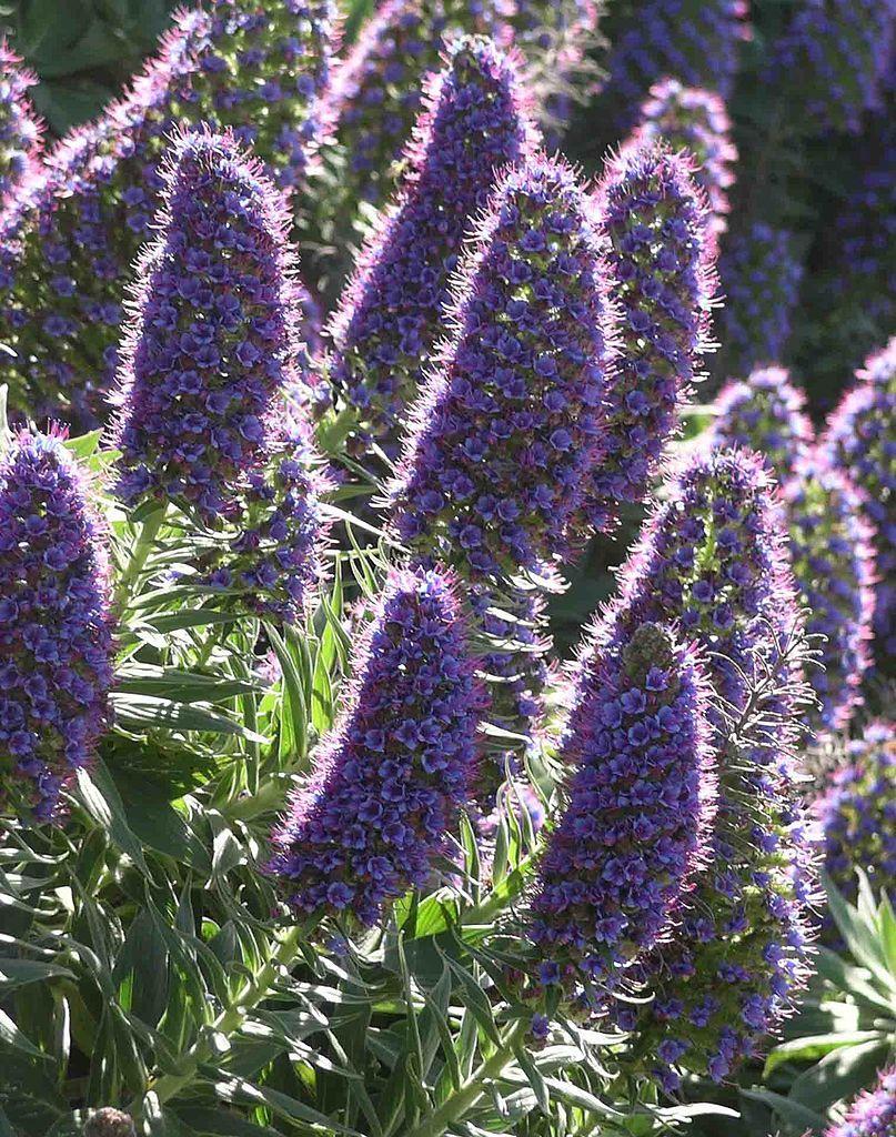 Photo of Pride of Madeira (Echium candicans) uploaded by DaylilySLP