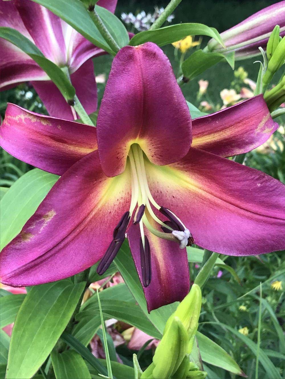 Photo of Orienpet Lily (Lilium 'Empoli') uploaded by Legalily