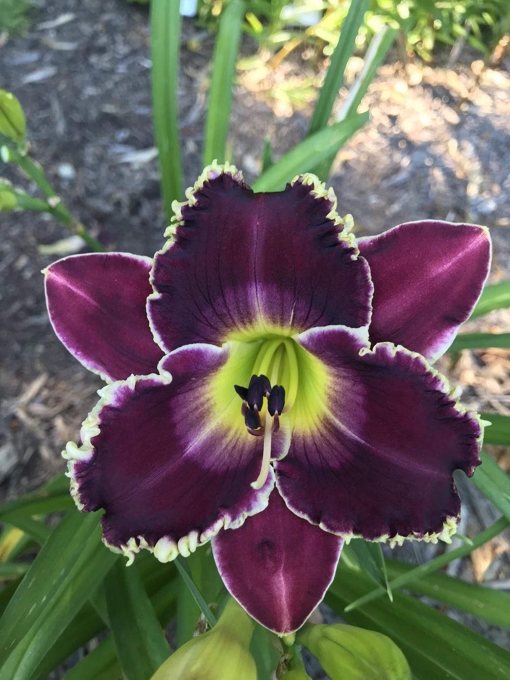 Photo of Daylily (Hemerocallis 'All of My Love to You') uploaded by Legalily