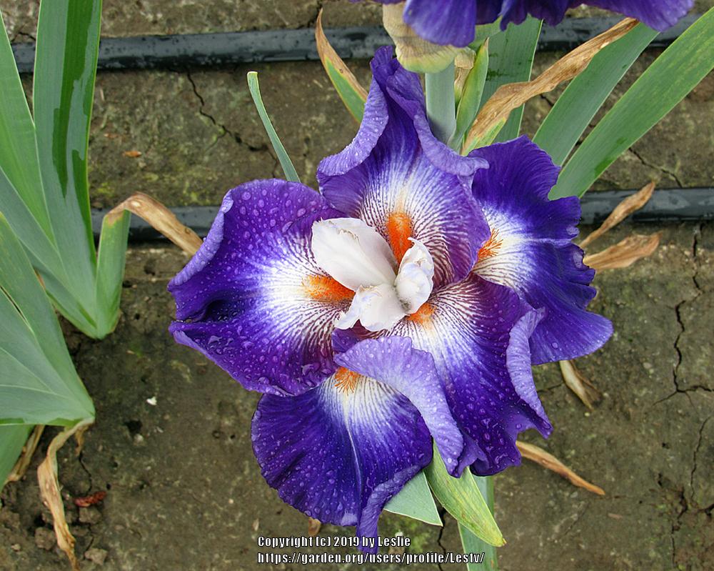 Photo of Tall Bearded Iris (Iris 'Chaos Theory') uploaded by Lestv