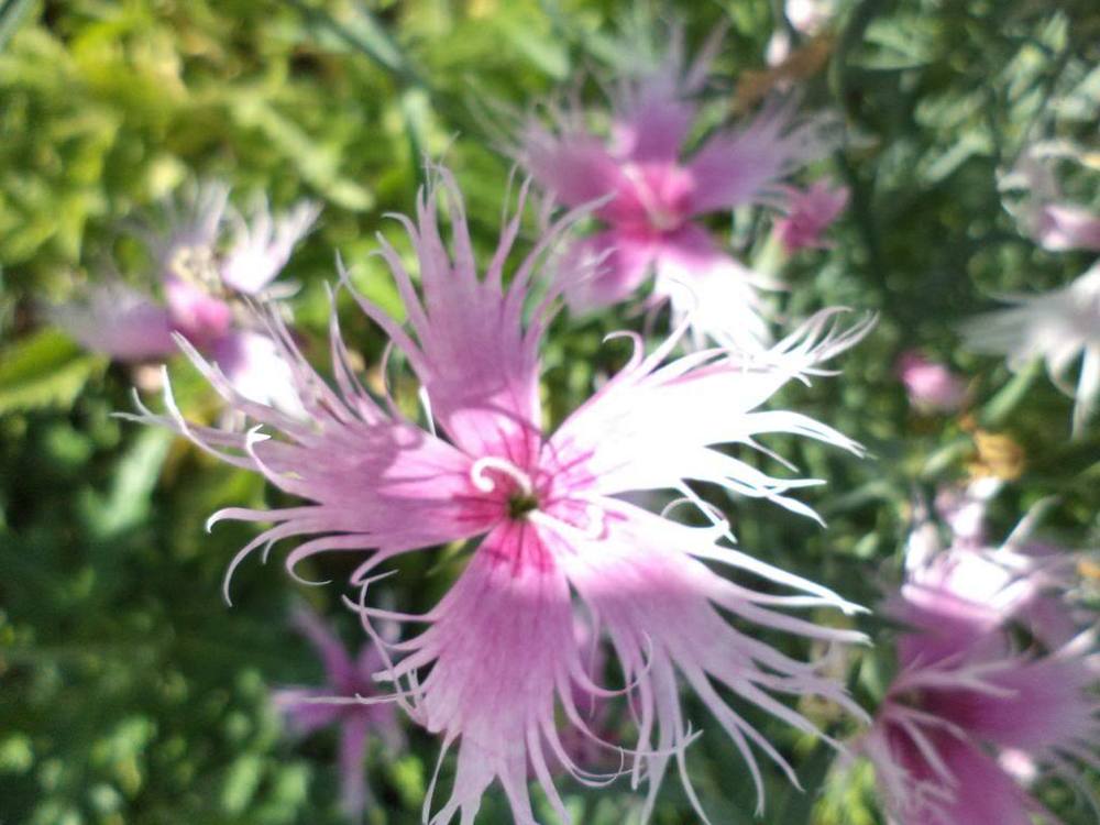 Photo of Dianthus uploaded by ShawnSteve