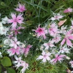 
Date: 2014-05-27
Better example, of Dianthus  'Laced Perfume', sowing, from Renee'