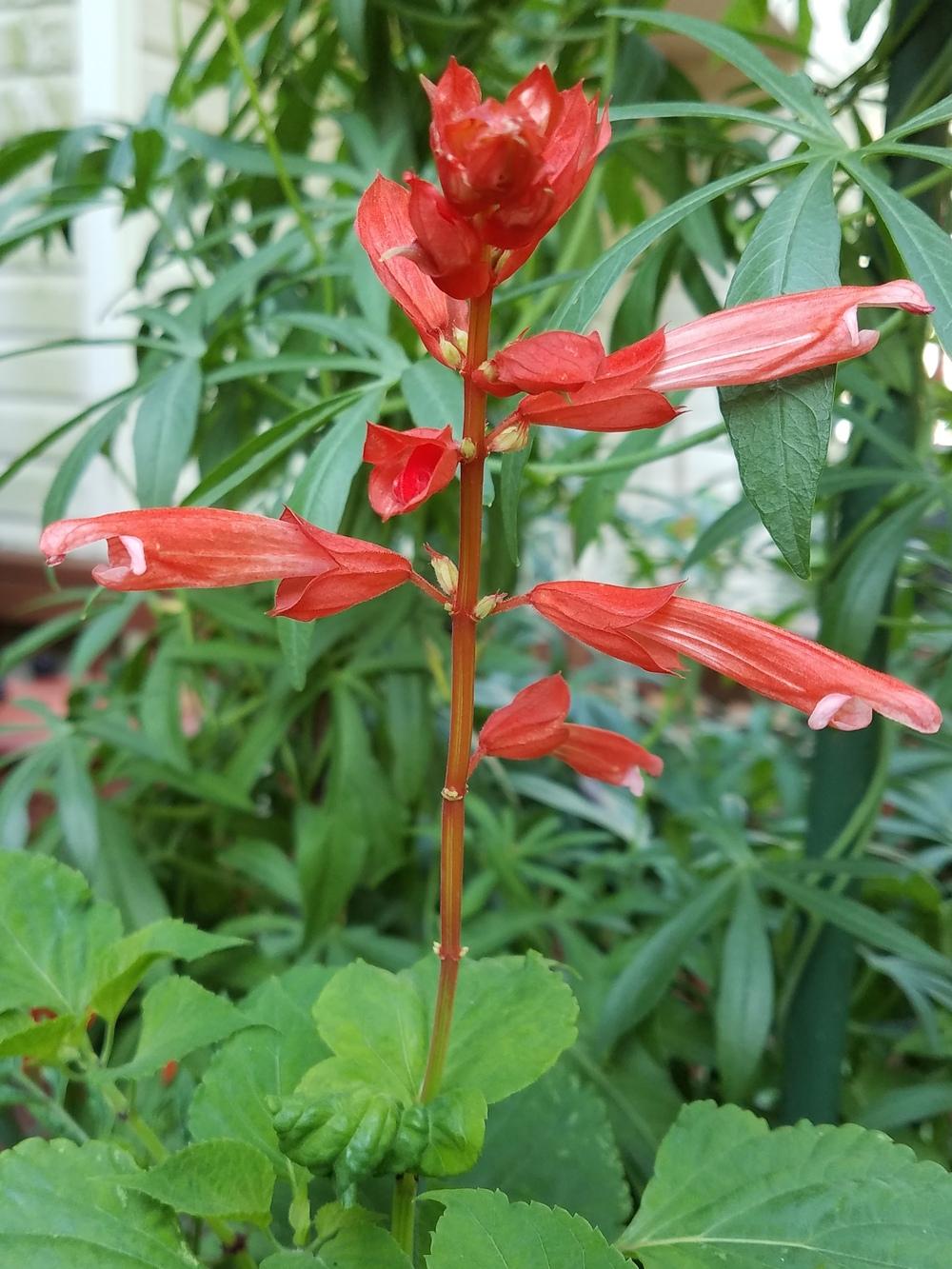 Photo of Salvia (Salvia splendens 'Lighthouse Red') uploaded by Gerris2