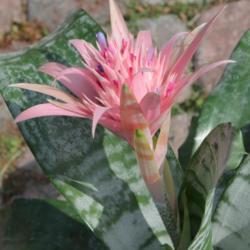 Location: WILTON MANORS
Date: 2012-10-14
Side view of flower and leaves