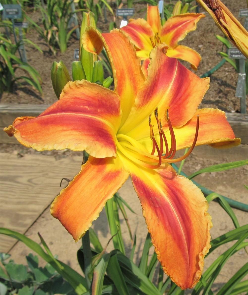 Photo of Daylily (Hemerocallis 'Heavenly Fire and Ice') uploaded by Sscape