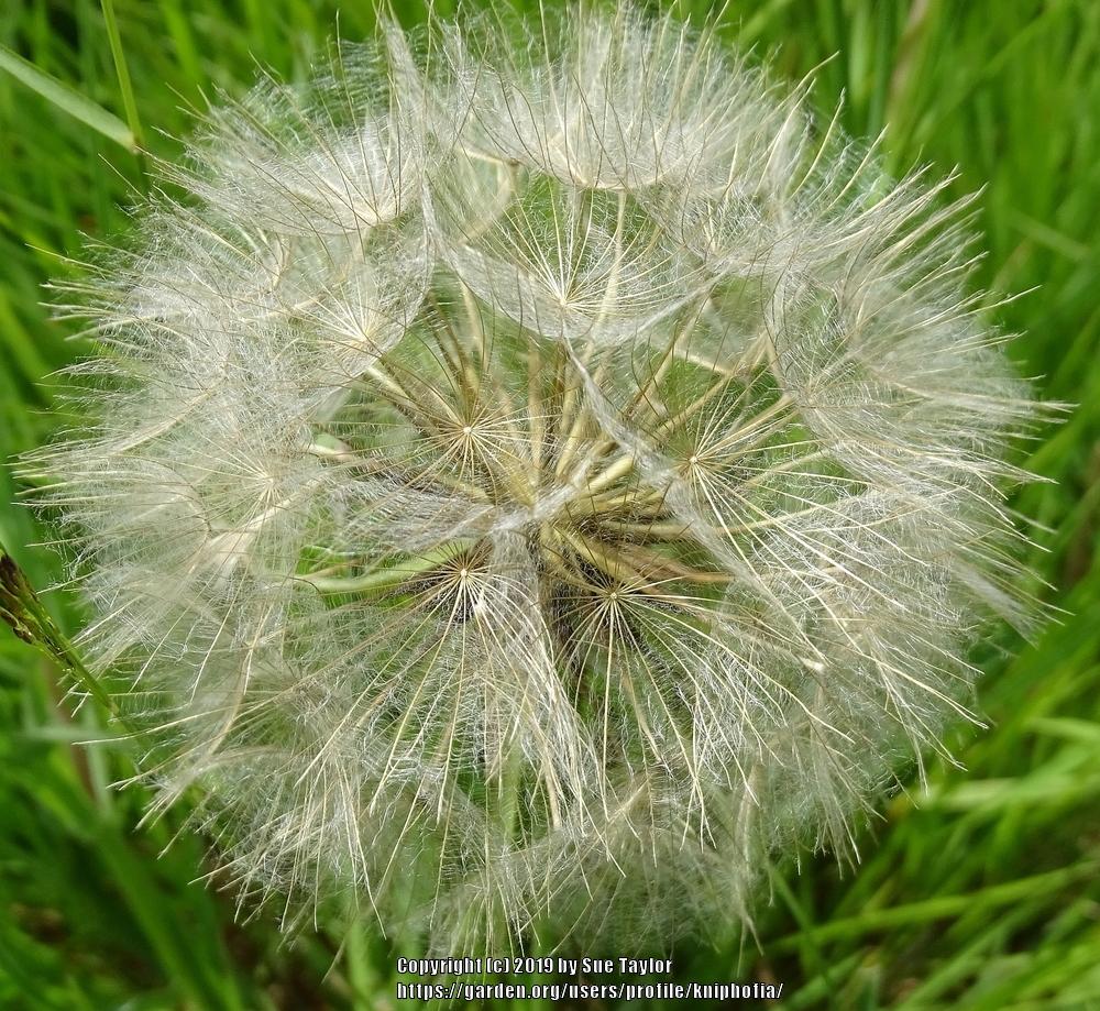 Photo of Oyster Plant (Tragopogon pratensis) uploaded by kniphofia