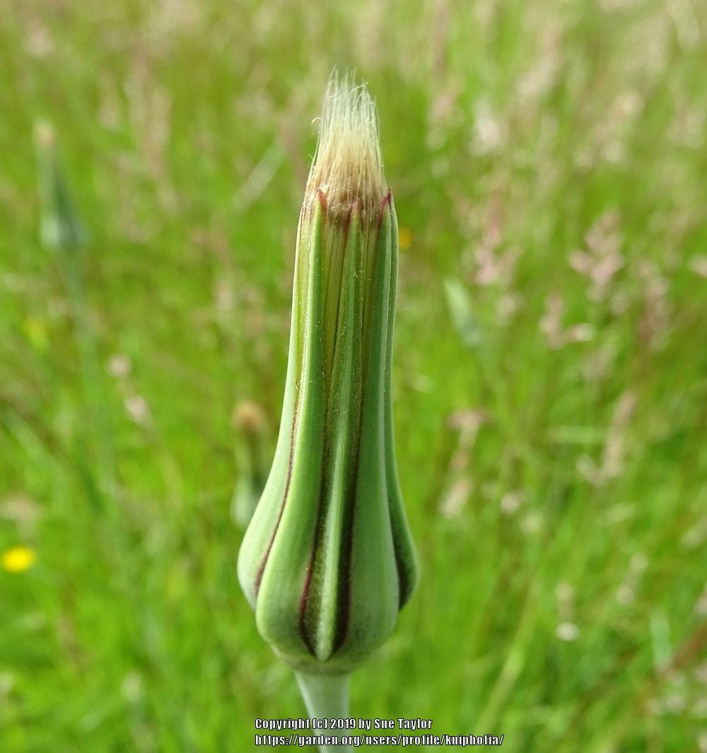 Photo of Oyster Plant (Tragopogon pratensis) uploaded by kniphofia