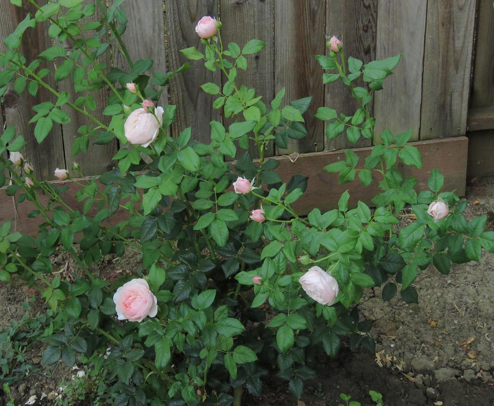 Photo of Rose (Rosa 'Heritage') uploaded by DebraZone9