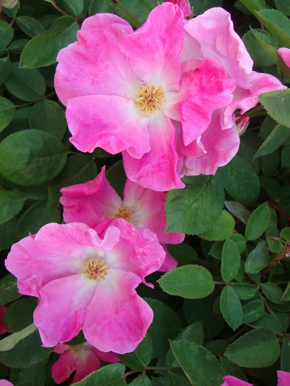 Photo of Rose (Rosa 'Pink Knock Out') uploaded by Paul2032
