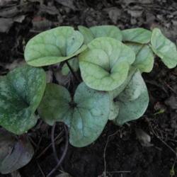 Location: St Louis
Date: 2012-05-06
A pale green leaved cultivar