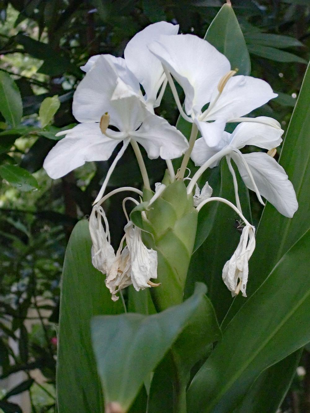 Photo of Butterfly Ginger (Hedychium coronarium) uploaded by carlissa904