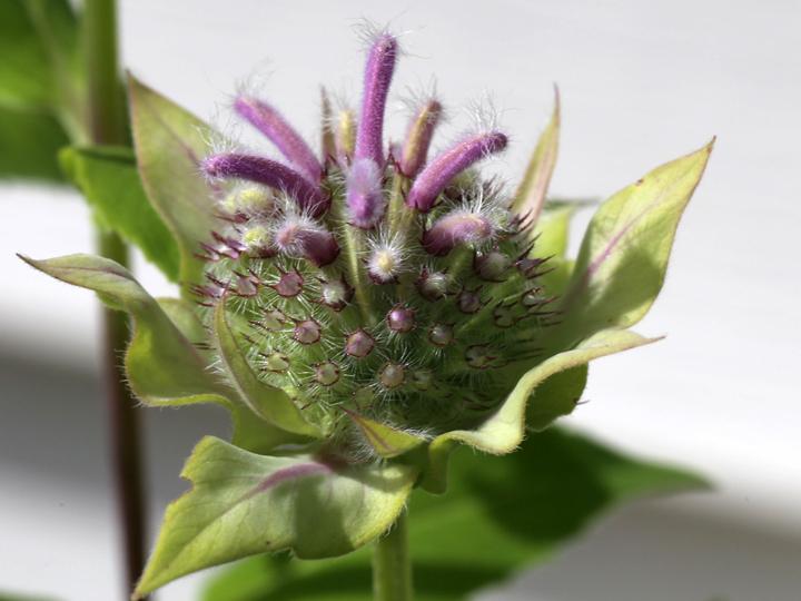 Photo of Wild Bergamot (Monarda fistulosa var. fistulosa) uploaded by delirow