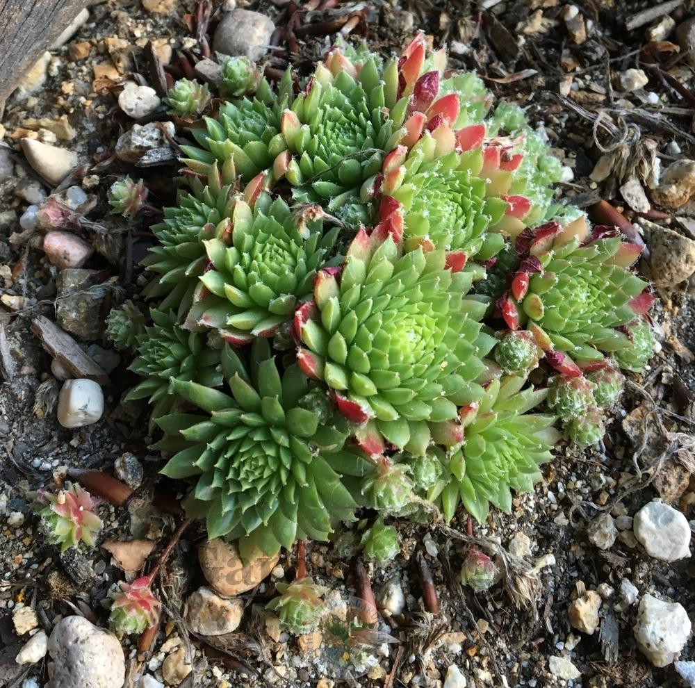 Photo of Hen and Chicks (Sempervivum 'Pixie') uploaded by BlueOddish