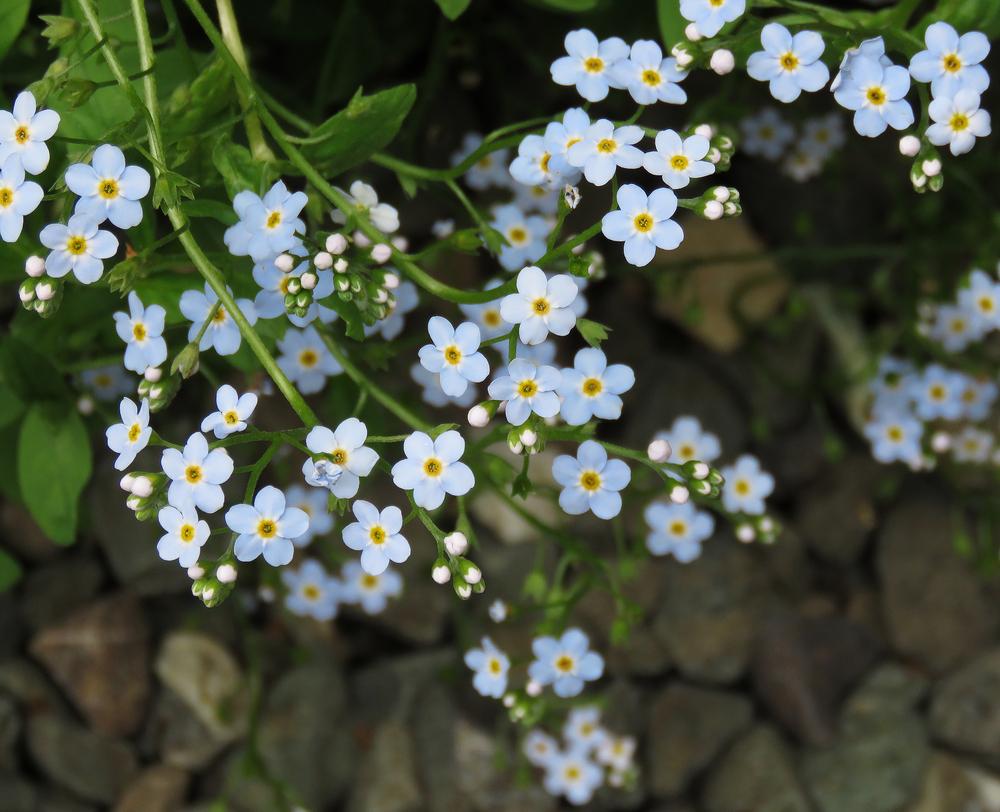 Photo of Water Forget-Me-Not (Myosotis scorpioides) uploaded by DebraZone9