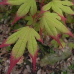 Location: St Louis
Date: 2014-04-27
Brilliant red leaf tips in spring