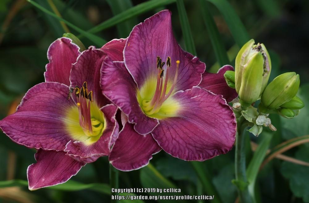 Photo of Daylily (Hemerocallis 'Queensbury Rules') uploaded by celtica