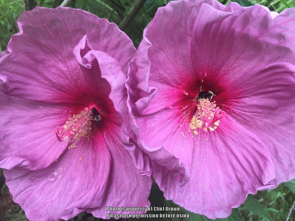 Photo of Hybrid Hardy Hibiscus (Hibiscus 'Fantasia') uploaded by clintbrown