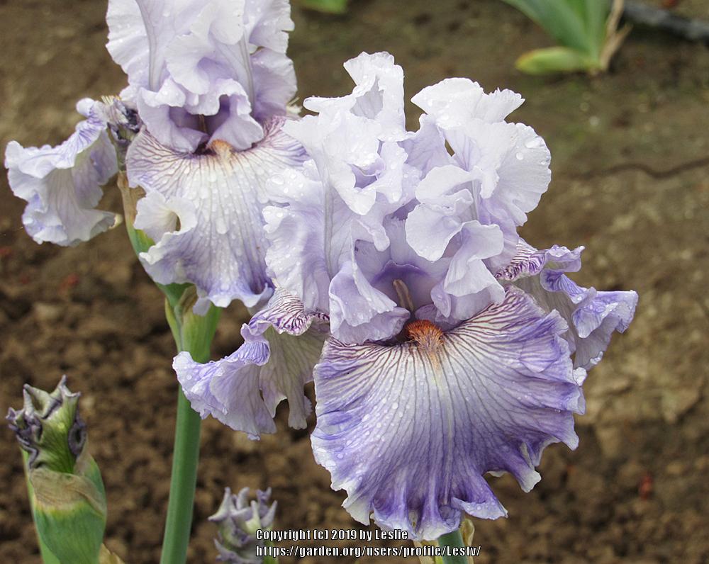 Photo of Tall Bearded Iris (Iris 'Lavender Breeze') uploaded by Lestv