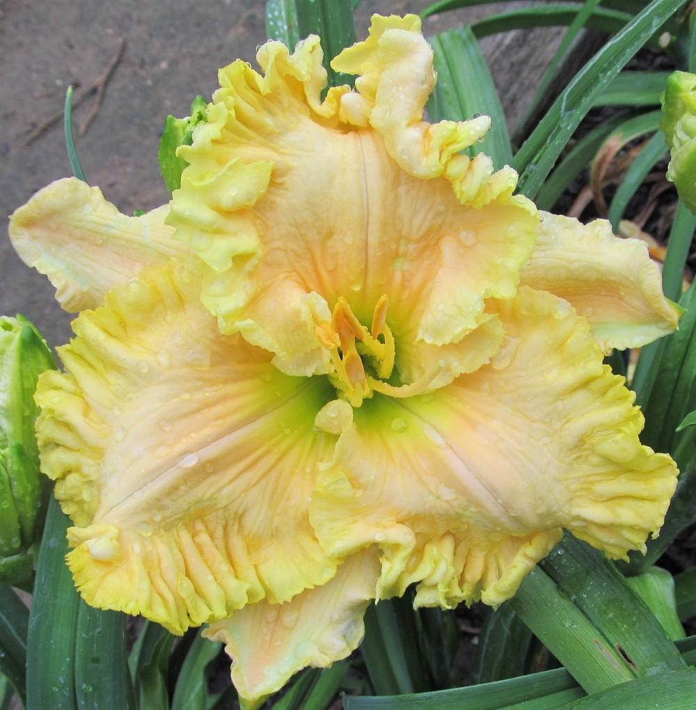Photo of Daylily (Hemerocallis 'Butch and Barbara's Cracked Eggs') uploaded by Sscape
