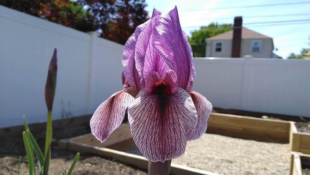 Photo of Aril Iris (Iris 'Dardanus') uploaded by Tienito