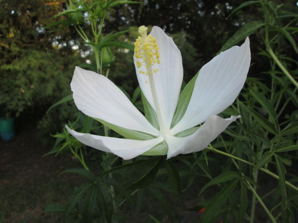Photo of White Texas Star Hibiscus (Hibiscus coccineus 'Alba') uploaded by christinereid54