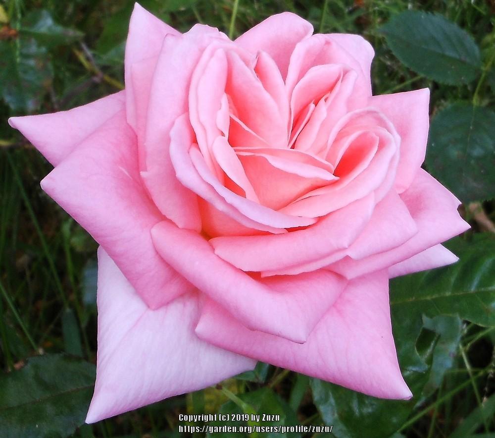 Photo of Rose (Rosa 'Sonia') uploaded by zuzu