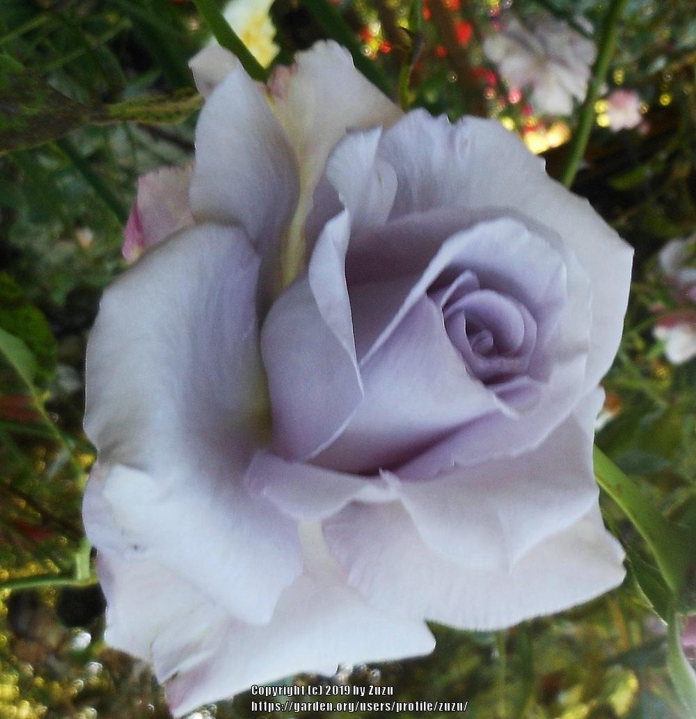 Photo of Rose (Rosa 'Lagerfeld') uploaded by zuzu