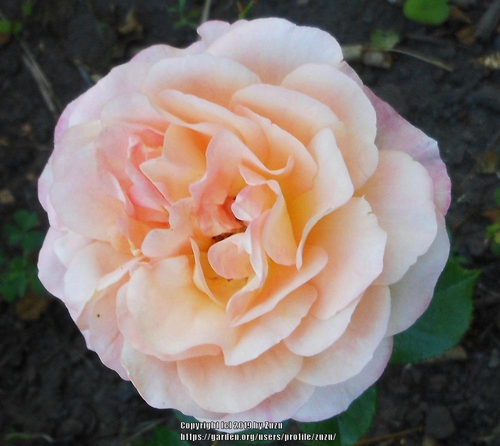 Photo of Rose (Rosa 'Gilbert Becaud') uploaded by zuzu