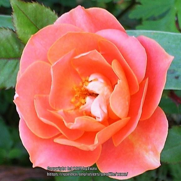 Photo of Rose (Rosa 'Julie Link') uploaded by zuzu