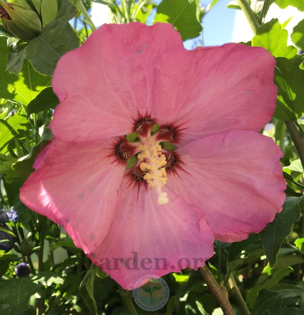 Photo of Rose Of Sharon (Hibiscus syriacus 'Aphrodite') uploaded by BlueOddish