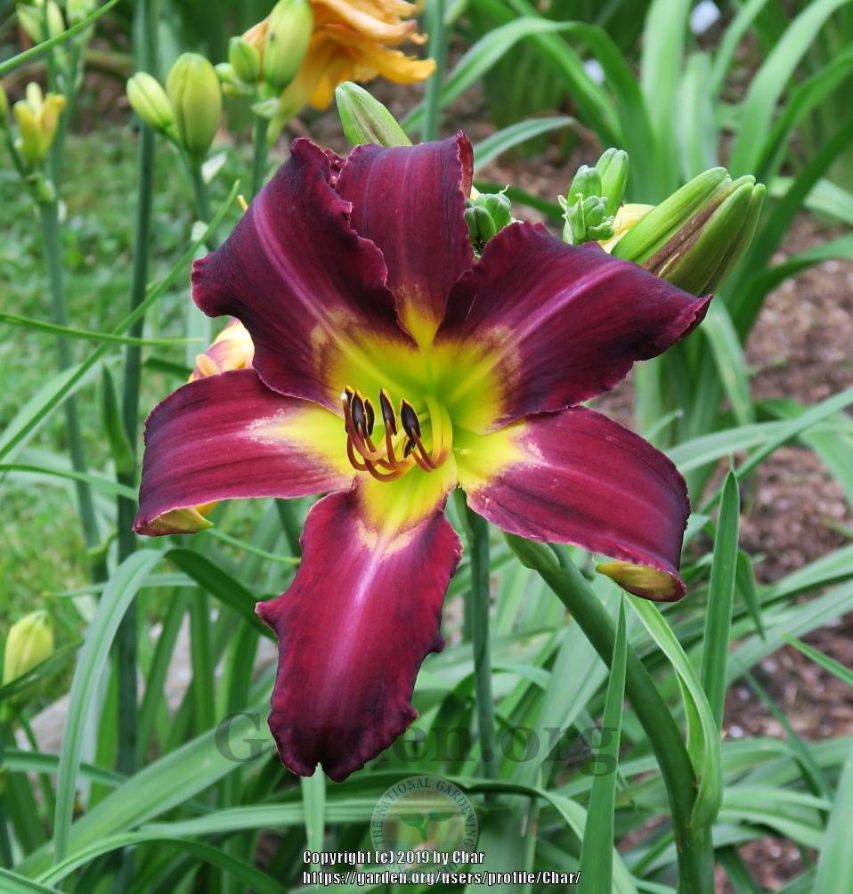 Photo of Daylily (Hemerocallis 'She's So Outrageous') uploaded by Char