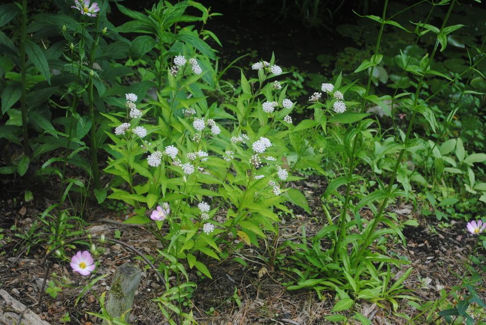 Photo of White Milkweed (Asclepias perennis) uploaded by ILPARW