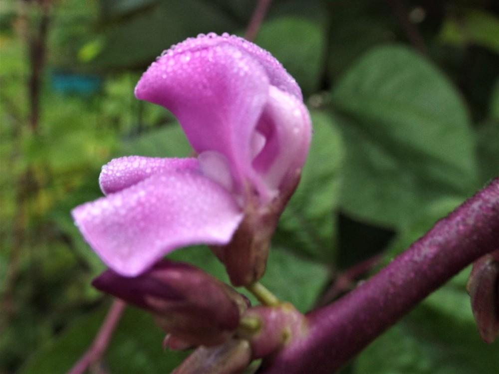 Photo of Hyacinth Bean (Lablab purpureus 'Ruby Moon') uploaded by poisondartfrog