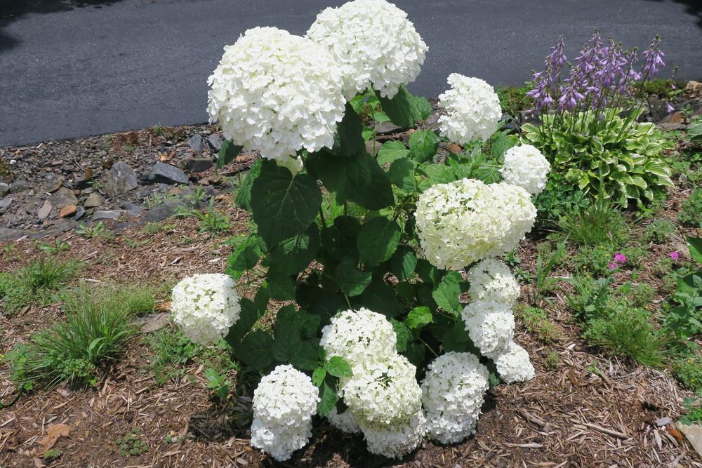 Photo of Smooth Hydrangea (Hydrangea arborescens Incrediball®) uploaded by 2Dogsmother