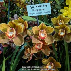 Location: Santa Barbara International Orchid Show, California
Date: 2019-03-15
Part of the Casa de las Orquideas display.