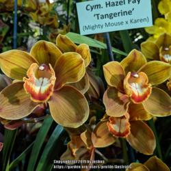 Location: Santa Barbara International Orchid Show, California
Date: 2019-03-15
Part of the Casa de las Orquideas display.