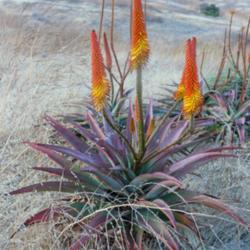 Location: Baja California
Date: 2019-07-20
Aloe africana x with summer/drought stress colors