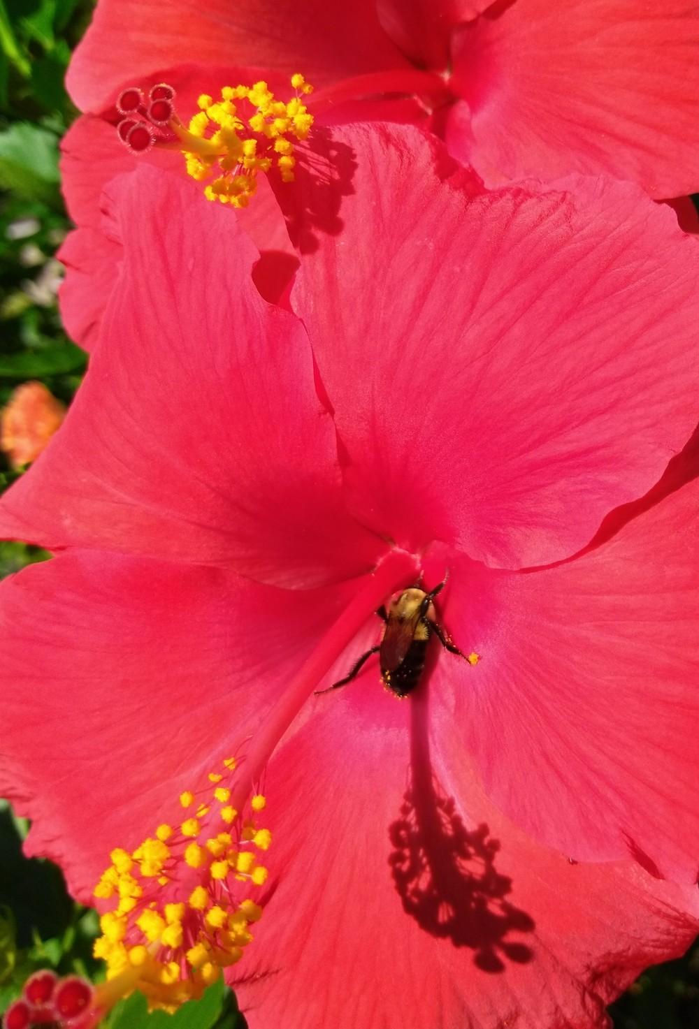 Photo of Hibiscus uploaded by hiyall