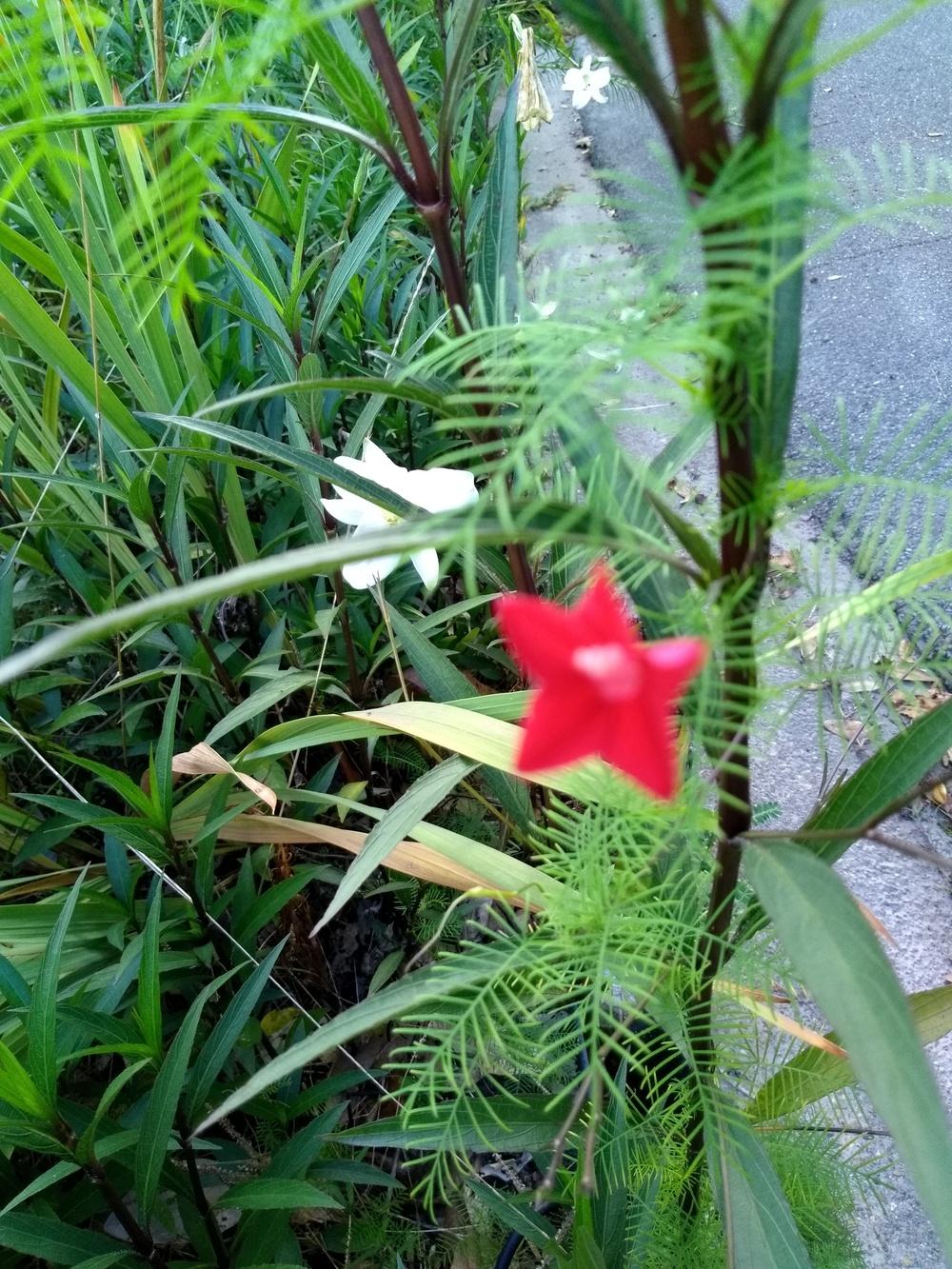 Photo of Cypress Vine (Ipomoea quamoclit) uploaded by hiyall