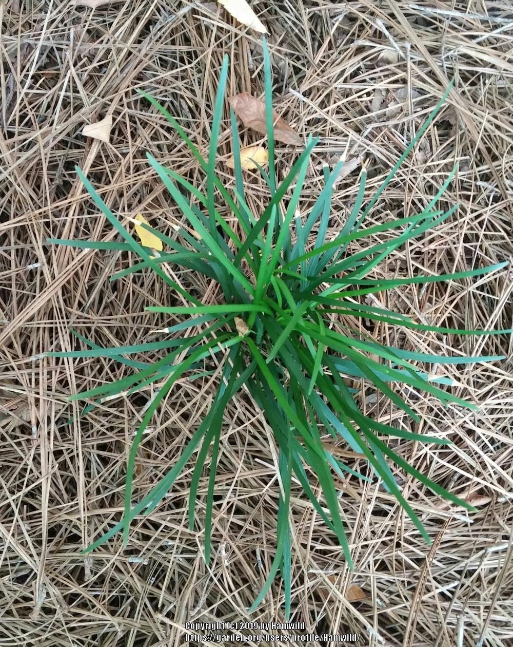 Photo of Mondo Grass (Ophiopogon japonicus) uploaded by Hamwild