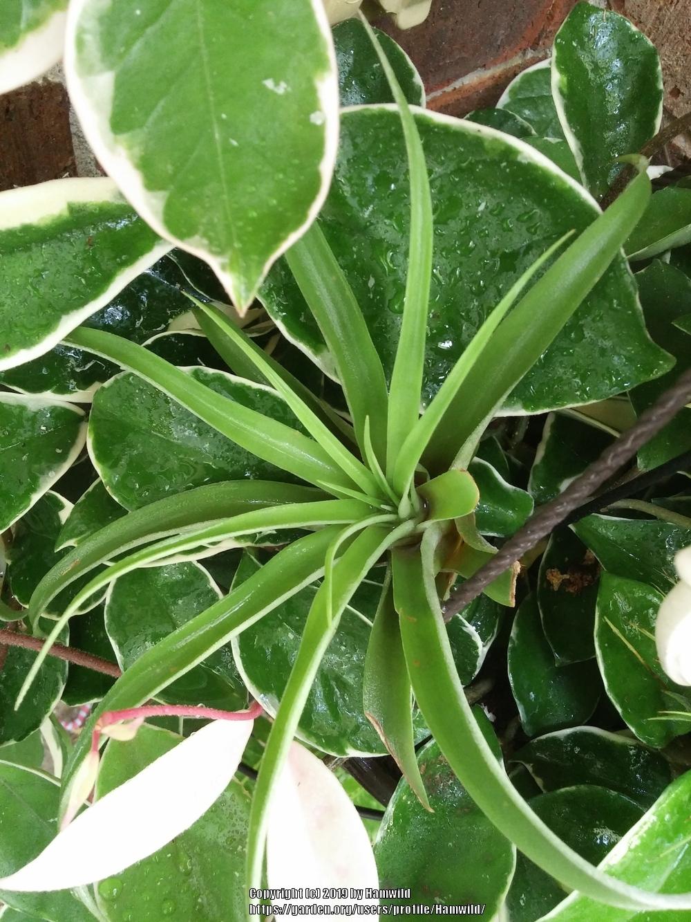 Photo of Air Plants (Tillandsia) uploaded by Hamwild