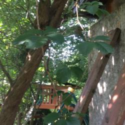 
Date: 2019-07-21
Hanging vine growing over an old lilac bush