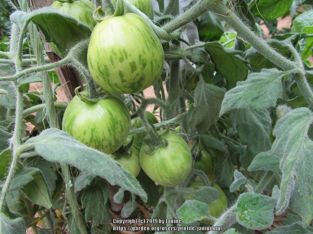 Photo of Tomato (Solanum lycopersicum 'Roughwood Golden Tiger') uploaded by janinilulu